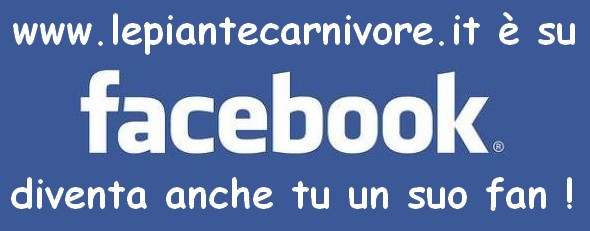 Clicca qui per diventare Fan di www.lepiantecarnivore.it su facebook!!