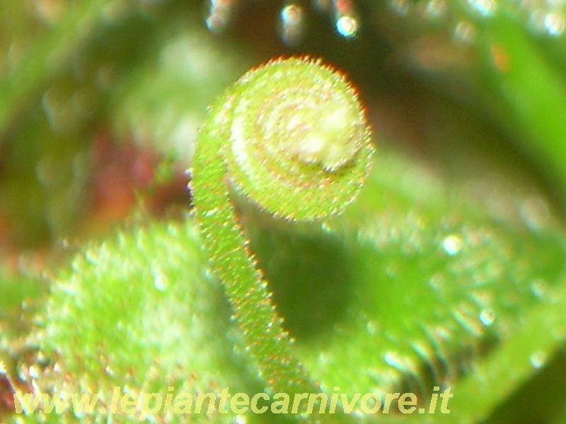 Drosera venusta - Un Angolo di Deserto Drosera venusta - Un Angolo di Deserto