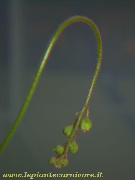 Drosera capensis, pianta carnivora senza fusto - Il Giardino Commestible Drosera capensis, pianta carnivora senza fusto - Il Giardino Commestible