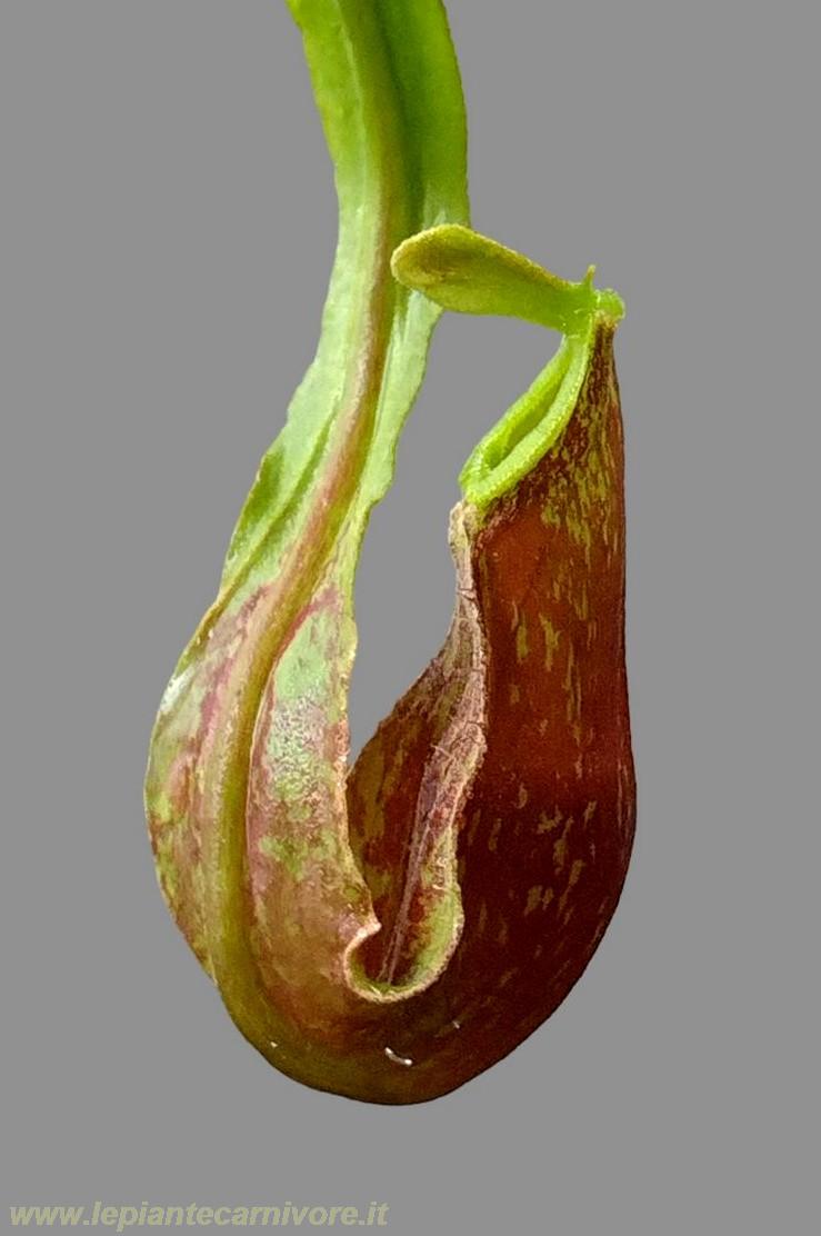 Clumpy Red N_Nepenthes