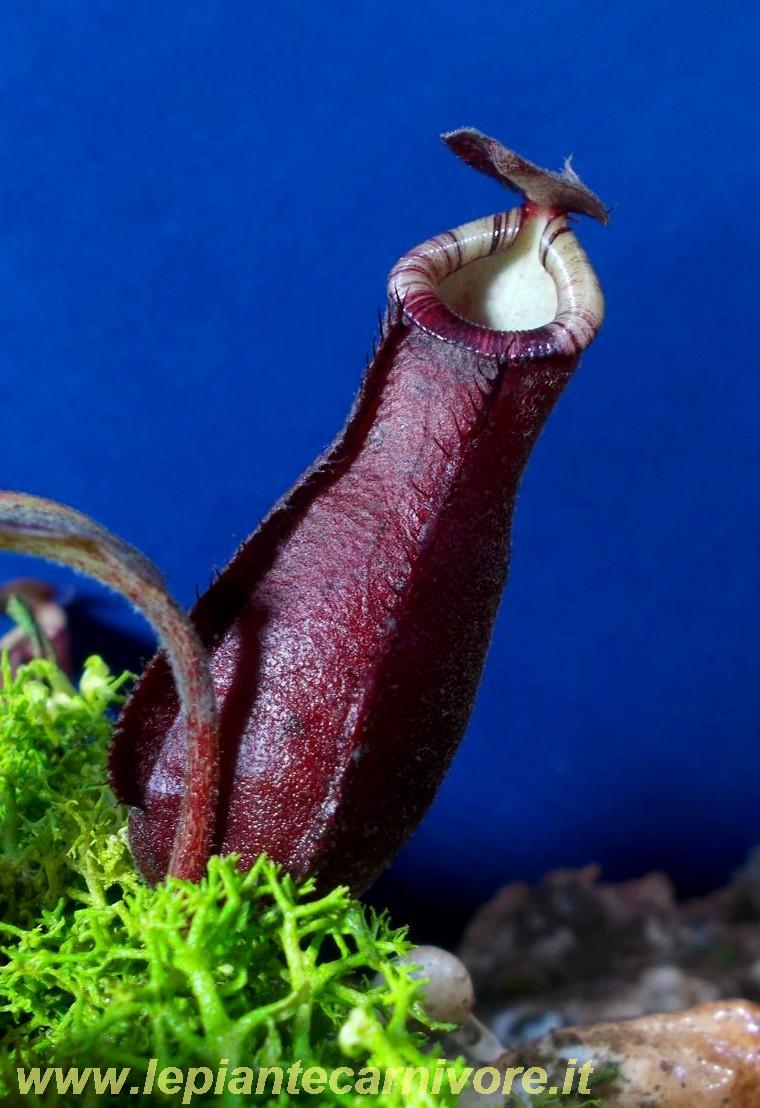 Clumpy Red N_Nepenthes